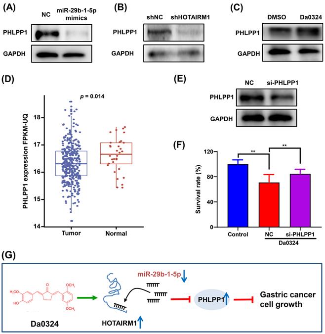 J Cancer Image