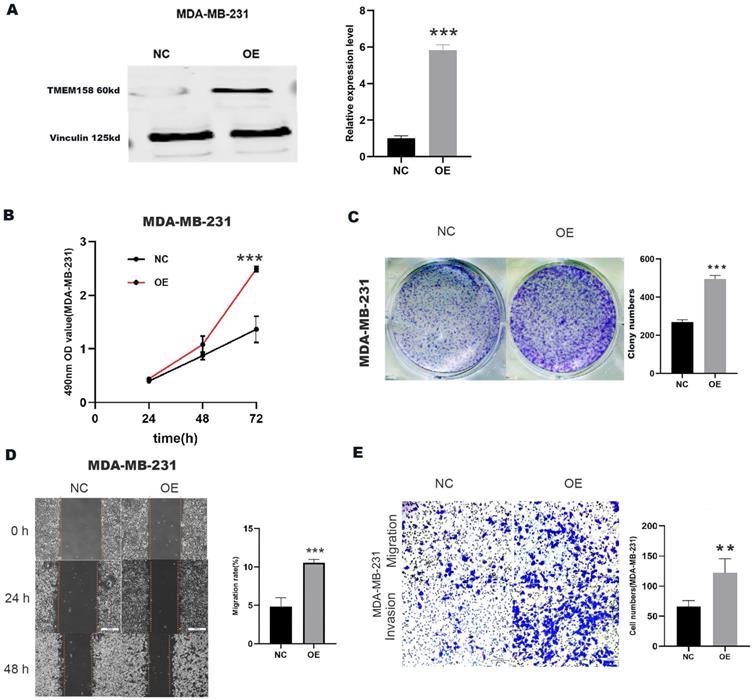 J Cancer Image