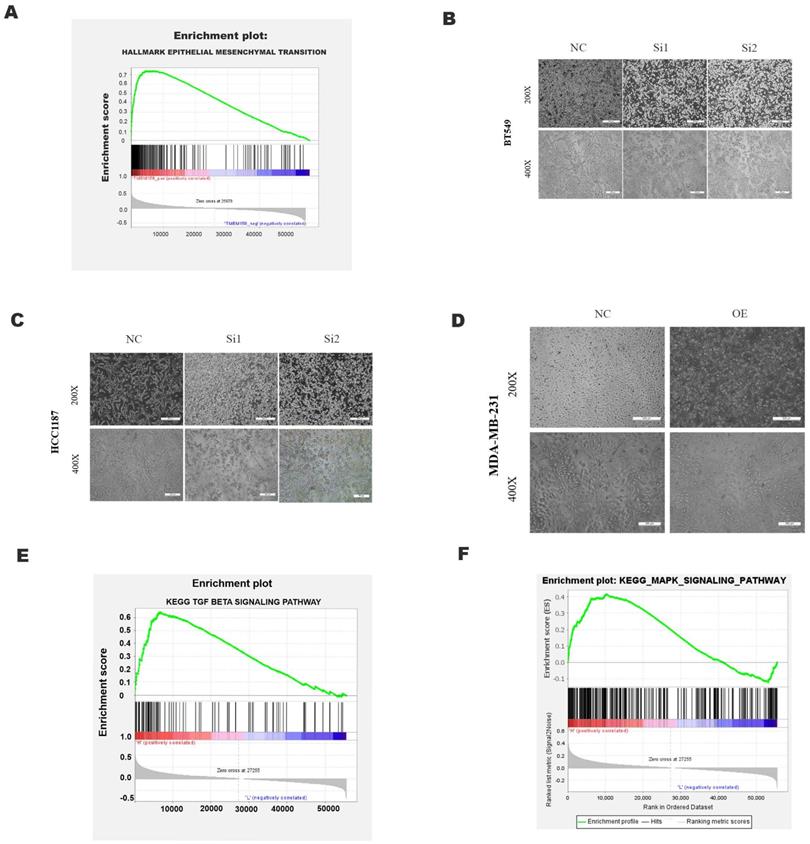 J Cancer Image