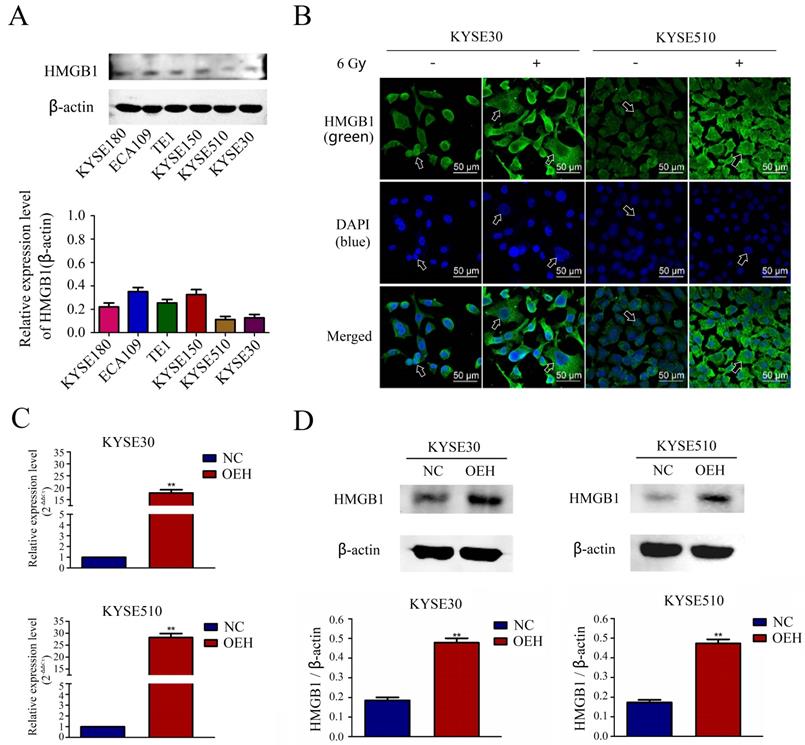 J Cancer Image