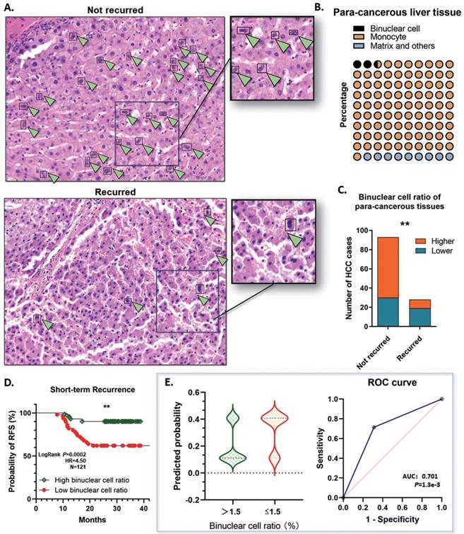 J Cancer Image