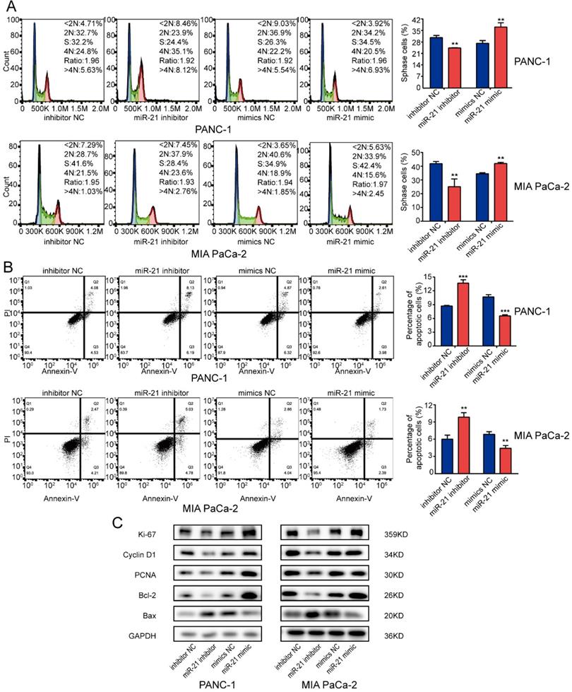 J Cancer Image