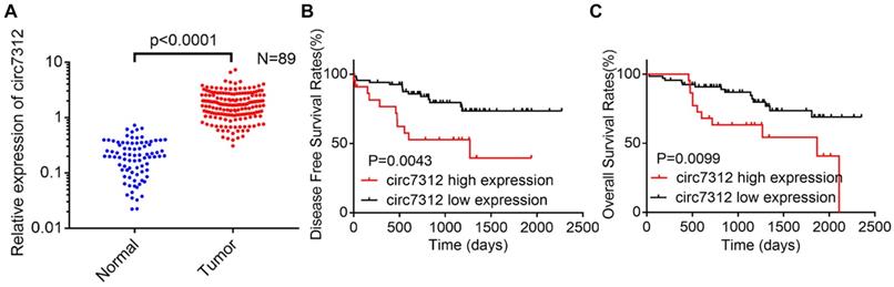 J Cancer Image