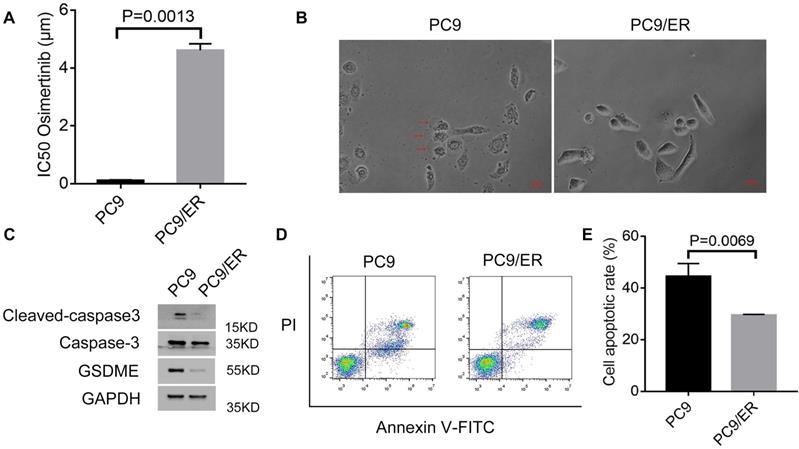 J Cancer Image