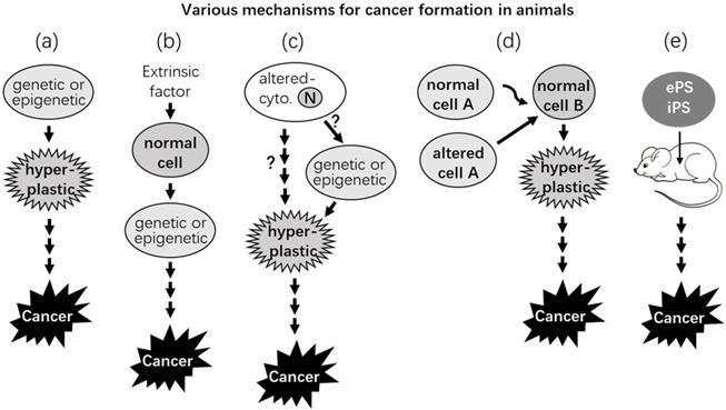 J Cancer Image