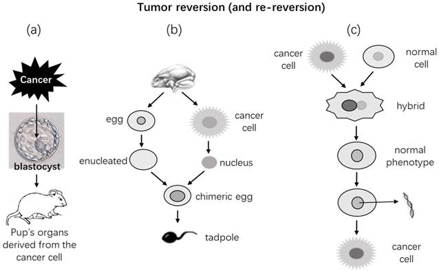 J Cancer Image