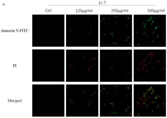 J Cancer Image