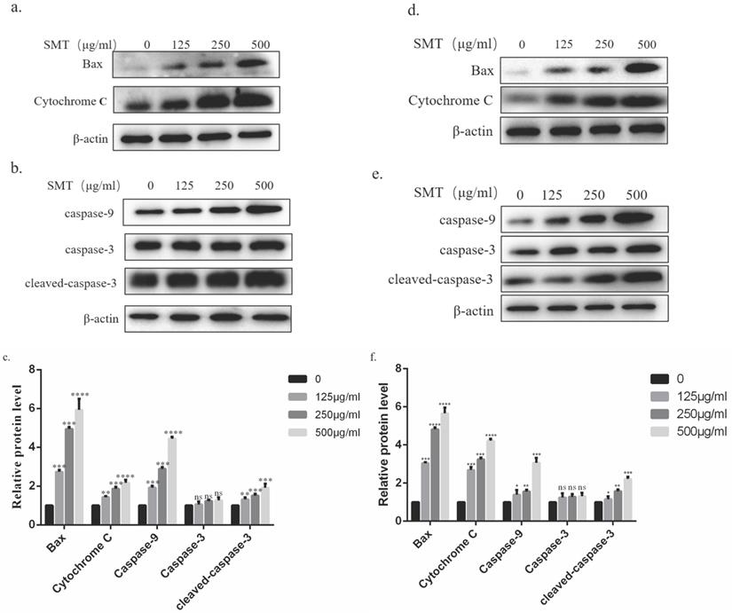 J Cancer Image