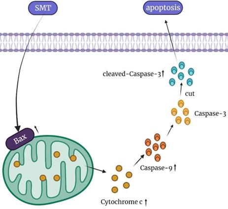 J Cancer Image