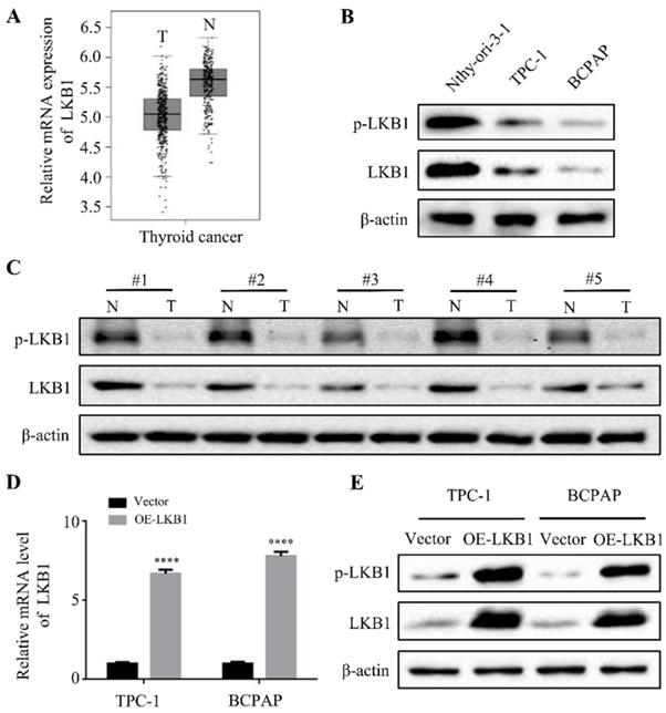 J Cancer Image