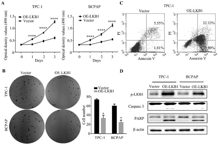 J Cancer Image