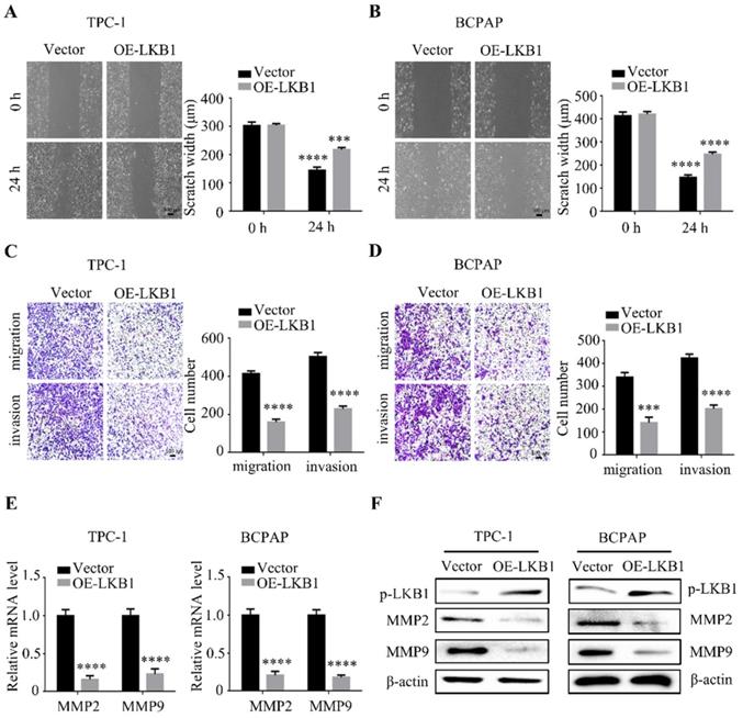 J Cancer Image