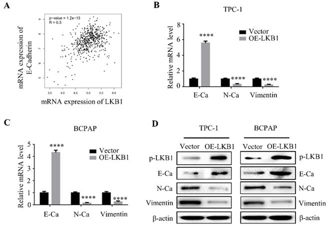 J Cancer Image