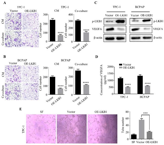 J Cancer Image