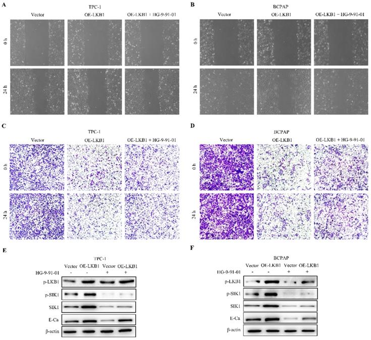 J Cancer Image