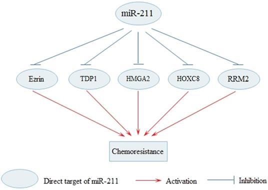 J Cancer Image