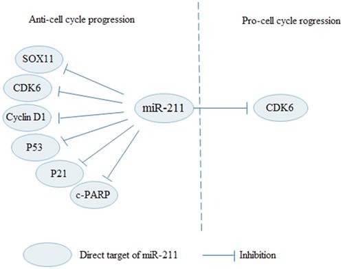 J Cancer Image