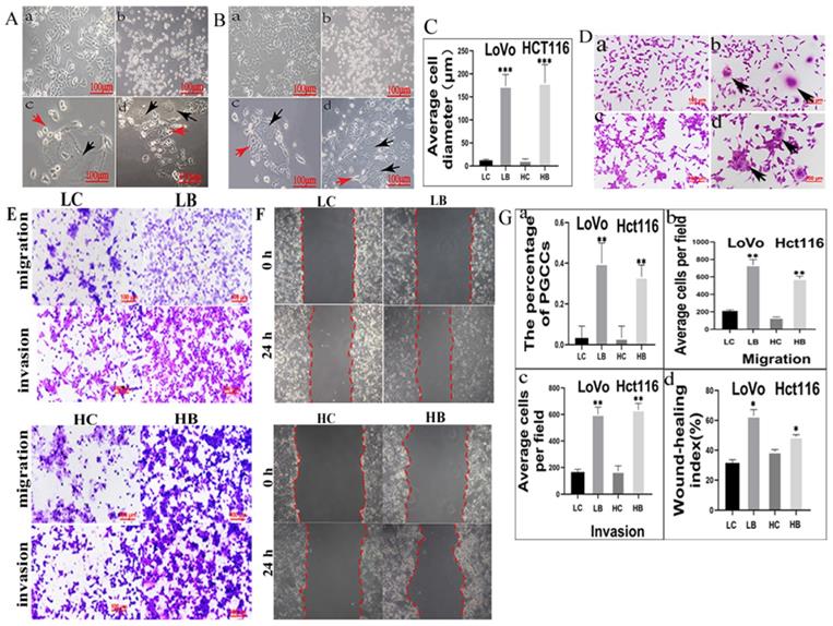 J Cancer Image