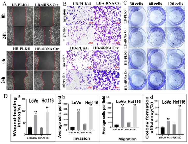 J Cancer Image