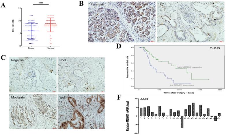 J Cancer Image