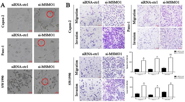 J Cancer Image