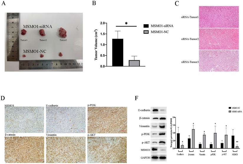 J Cancer Image