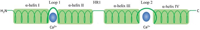 J Cancer Image