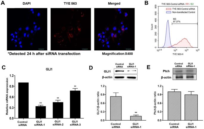 J Cancer Image