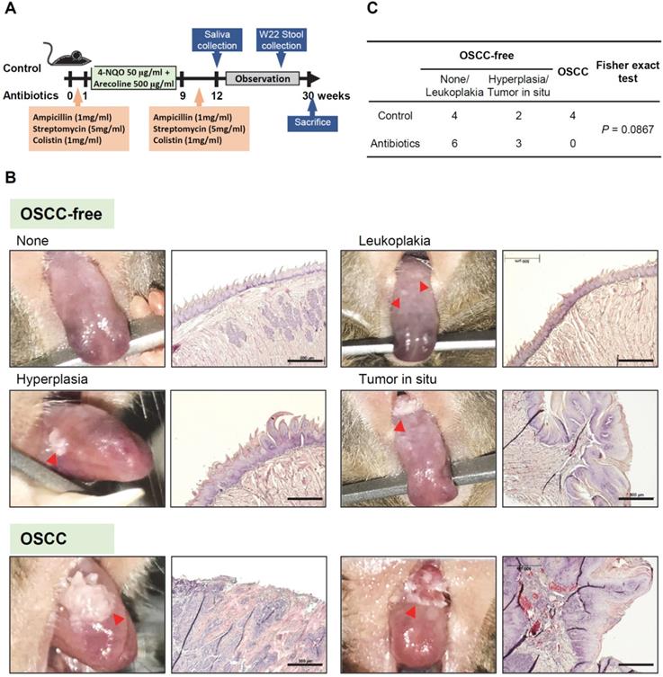 J Cancer Image