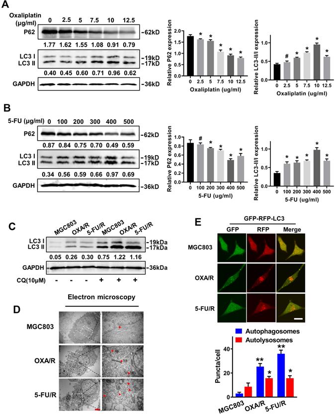 J Cancer Image