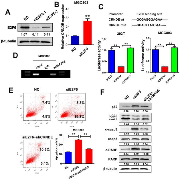 J Cancer Image