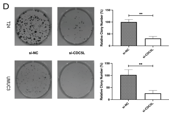 J Cancer Image