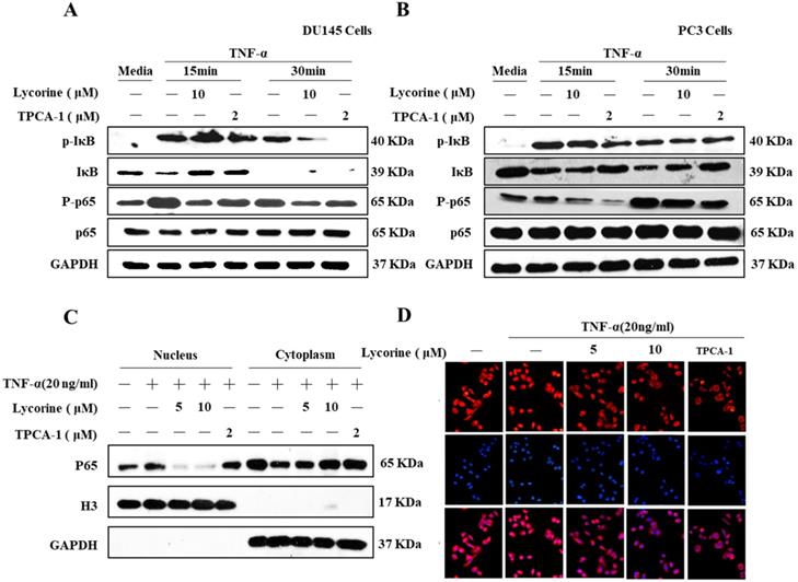 J Cancer Image