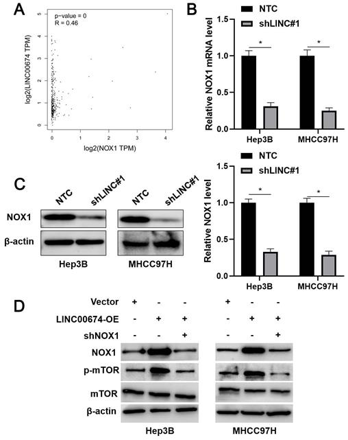 J Cancer Image