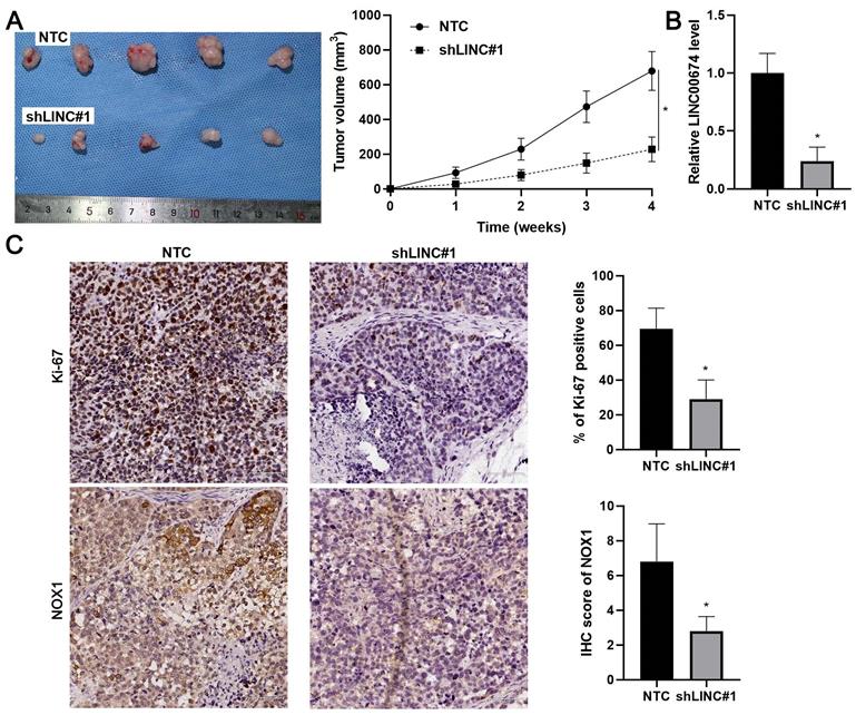 J Cancer Image