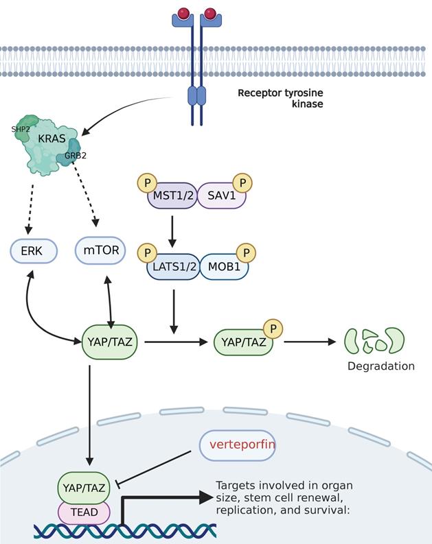 J Cancer Image