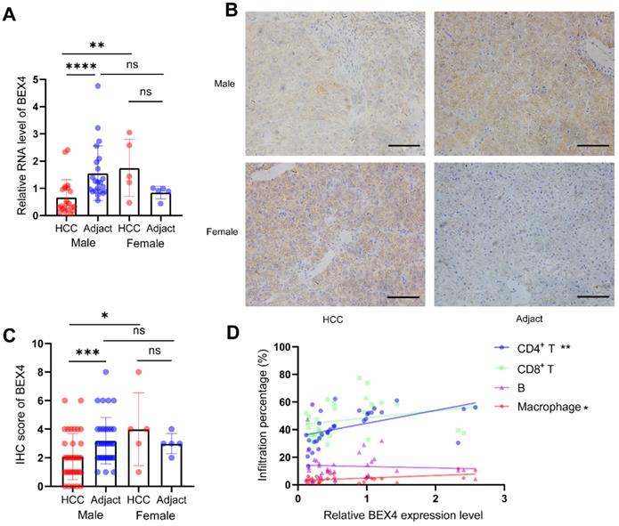 J Cancer Image