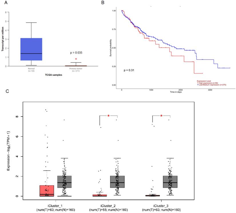 J Cancer Image