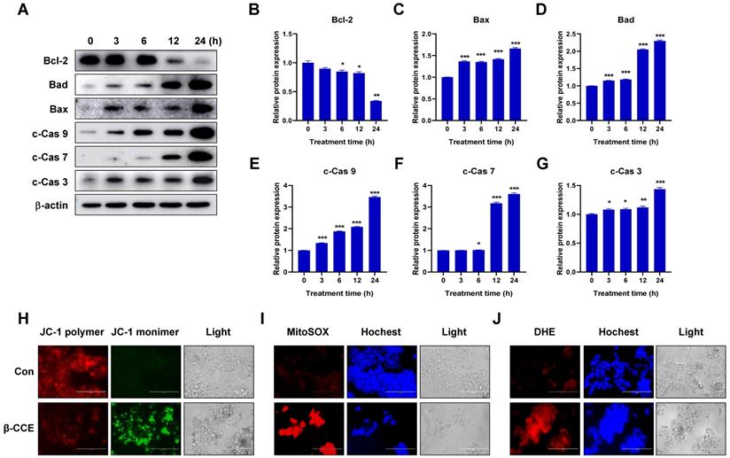 J Cancer Image