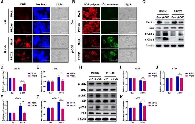 J Cancer Image