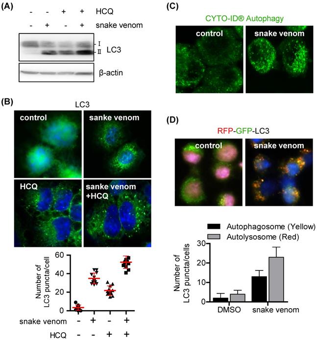 J Cancer Image