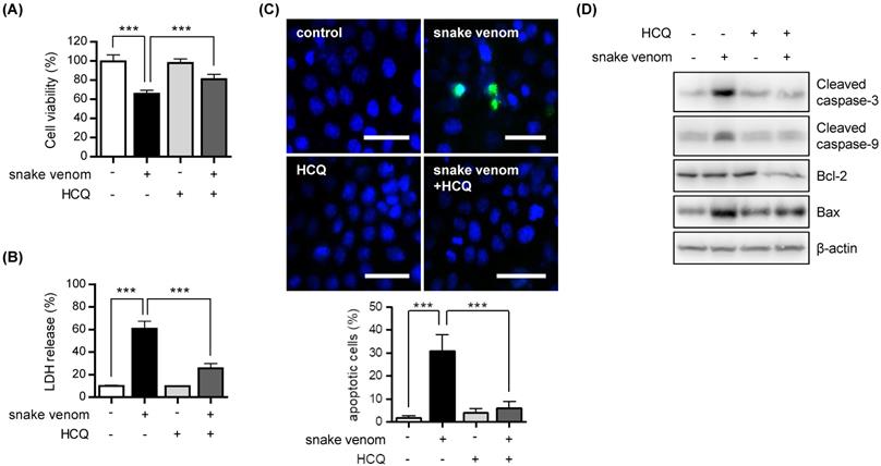 J Cancer Image