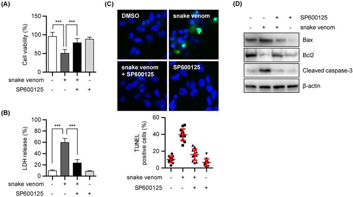 J Cancer Image