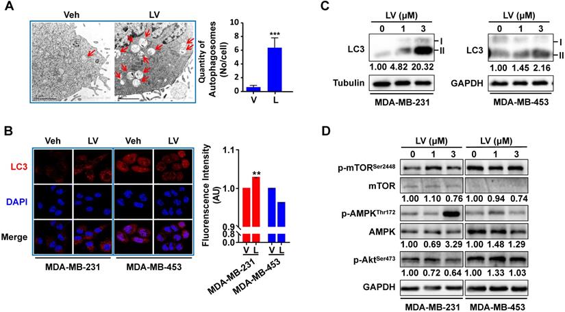 J Cancer Image