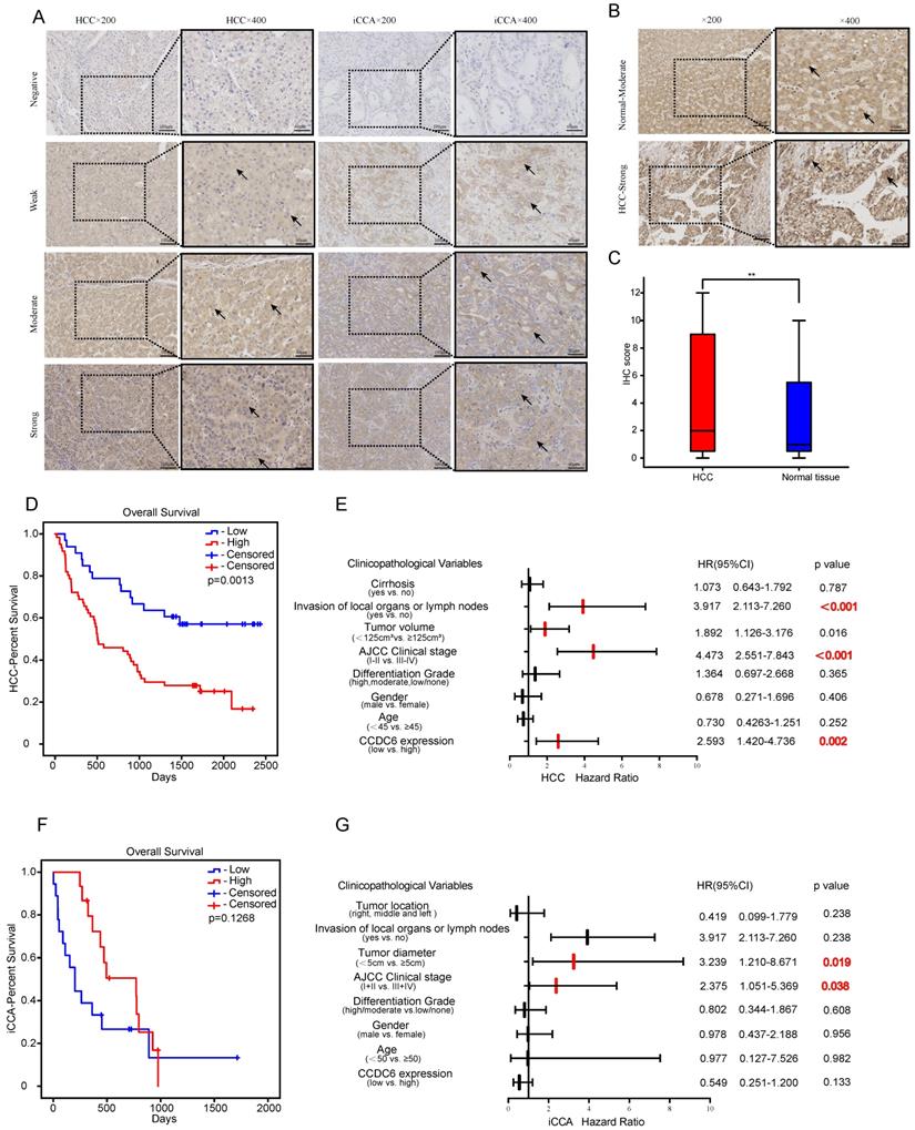 J Cancer Image