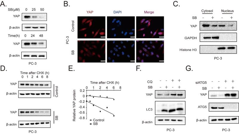 J Cancer Image