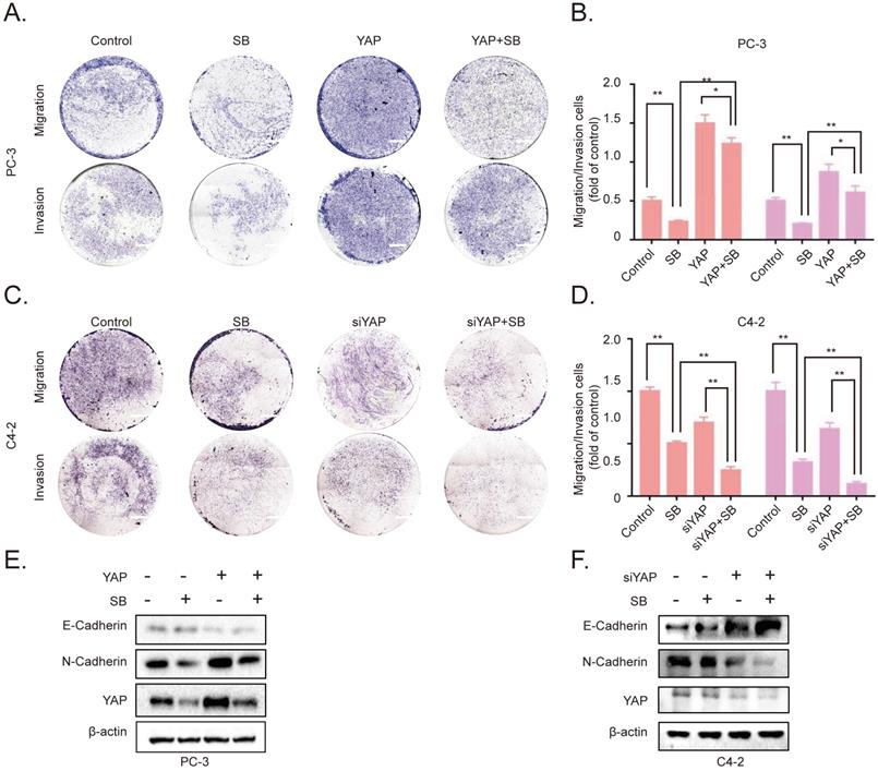 J Cancer Image