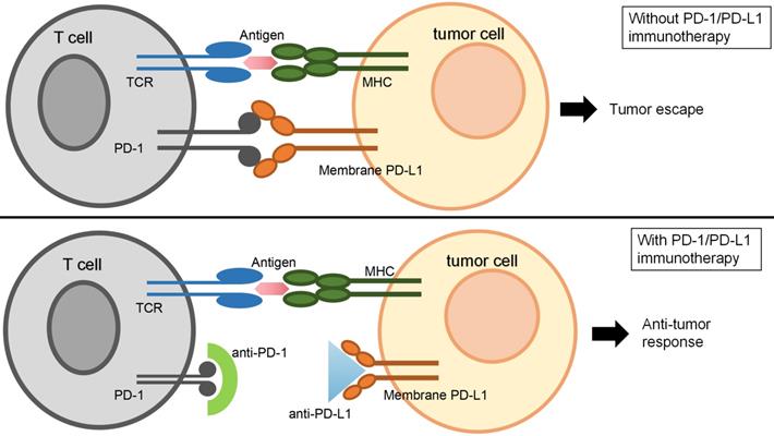 J Cancer Image