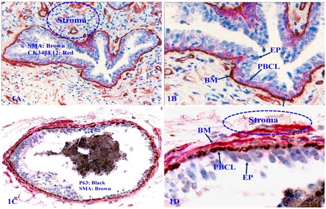 J Cancer Image