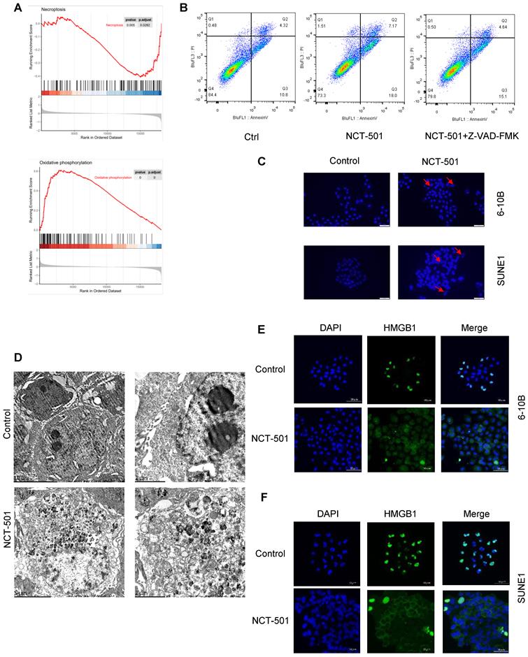 J Cancer Image